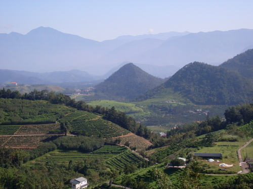 都是茶山