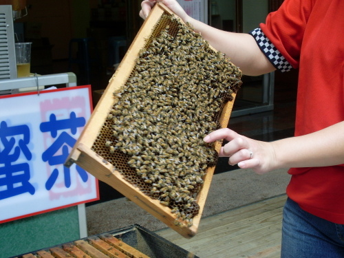 介紹蜜蜂和花粉