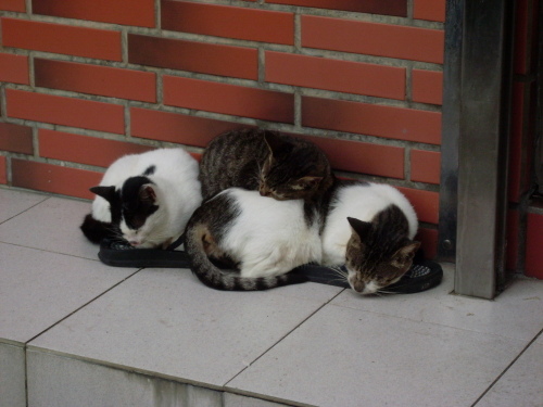 一戶人家外頭的三隻小貓，睡的可香甜了呢