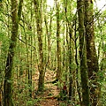 感覺惹到山靈，就會迷路