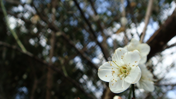 梅花？