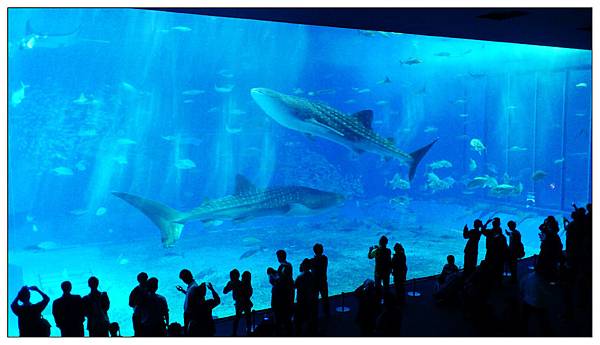 沖繩美麗海水族館