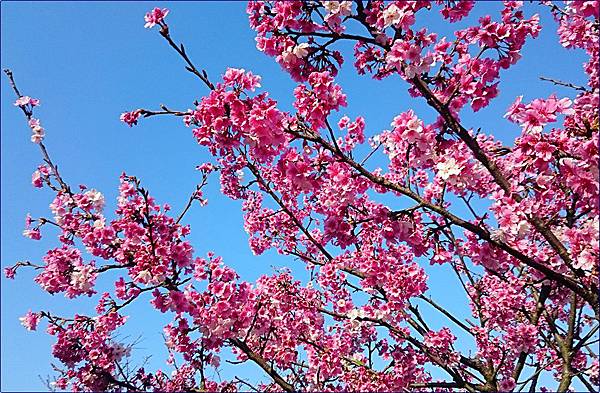 東湖樂活公園櫻花