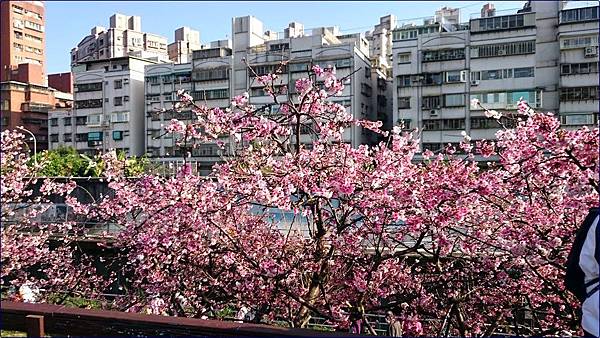 東湖樂活公園櫻花