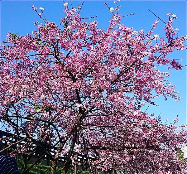 東湖樂活公園櫻花