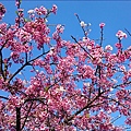 東湖樂活公園櫻花