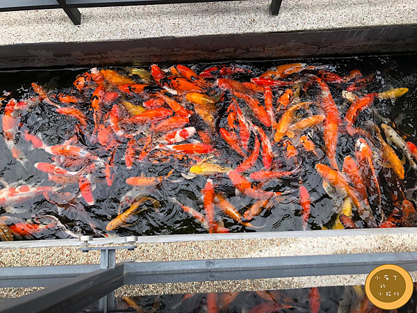 鯉魚池