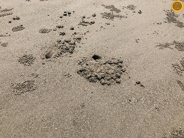 白沙屯海灘 白沙屯海灘