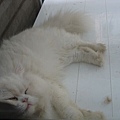 mooncat的店貓，也太胖了吧!