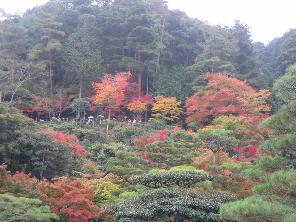 銀閣寺_楓紅