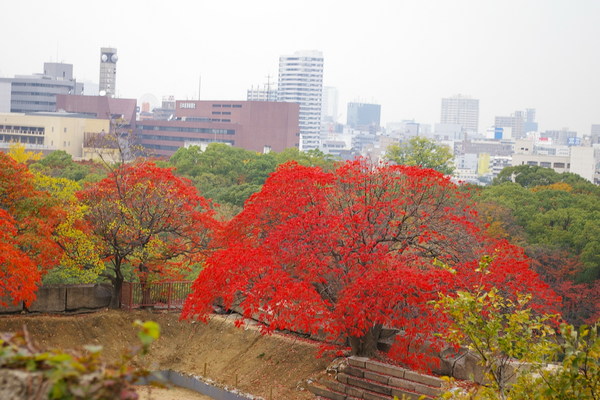 大阪城_楓紅