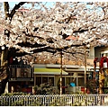 sakura2010-0.jpg