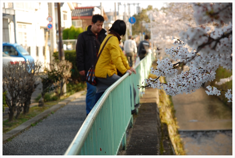 sakura2010-2.jpg