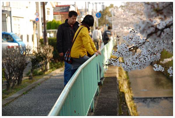 sakura2010-2.jpg