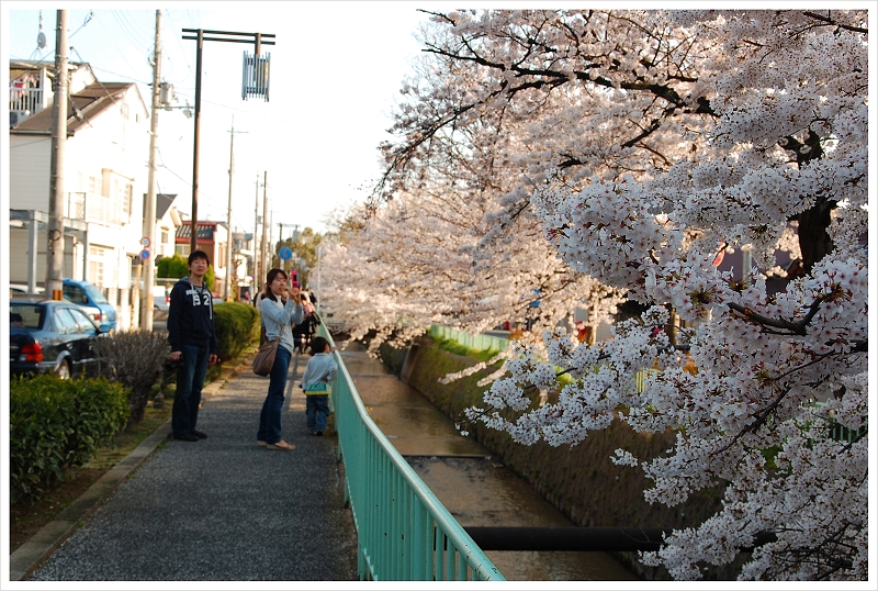 sakura2010-3.jpg