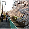 sakura2010-3.jpg