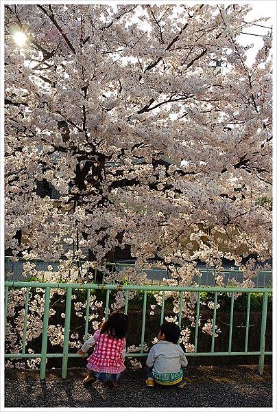 sakura2010.jpg