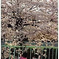 sakura2010.jpg