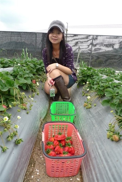 紅色那籃都是小旺採的~很巨大 長得比較奇怪的草莓:p