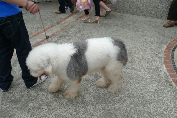 出來後遇到我最愛的古代牧羊犬...