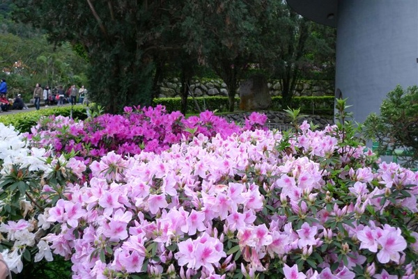 這的杜鵑紅、粉紅、白都開得很整齊，也沒被大雨打掉的痕跡