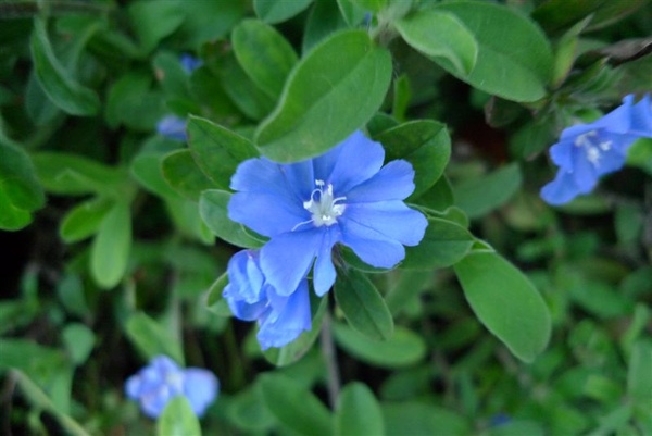 停車旁邊的可愛藍色小花。接著就去淡江旁吃晚餐囉~