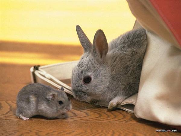 兔子跟老鼠.jpg
