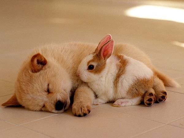 兔子跟小狗狗.jpg