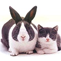 兔子跟貓.jpg