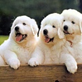 雪白的三隻狗狗.jpg