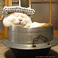 窩在鍋子的貓.jpg