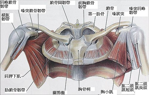 肩1