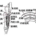 足球1