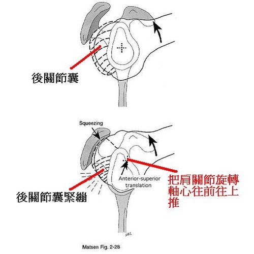 肩關節