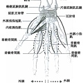 中指腫痛