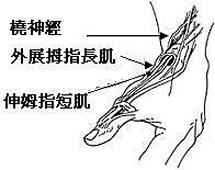 媽媽手