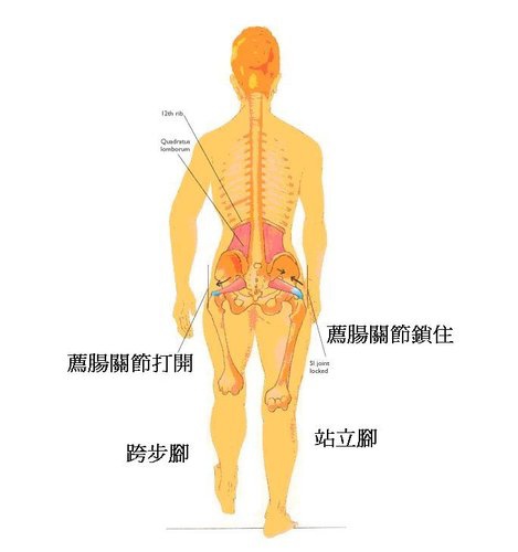 梨狀肌症候群1