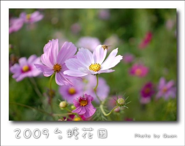 2009台糖花田0003.jpg 2009台糖花田0003.jpg