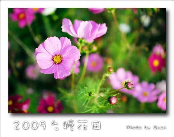 2009台糖花田0007.jpg 2009台糖花田0007.jpg
