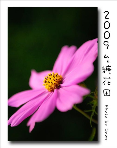 2009台糖花田0009.jpg 2009台糖花田0009.jpg