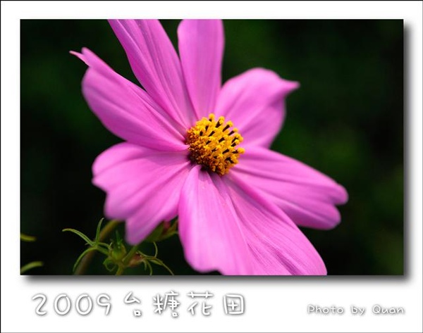 2009台糖花田0010.jpg 2009台糖花田0010.jpg