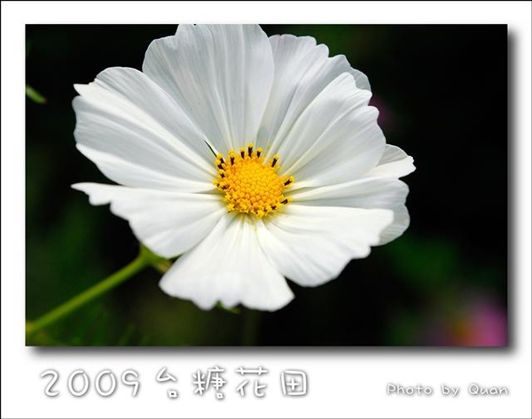 2009台糖花田0013.jpg 2009台糖花田0013.jpg