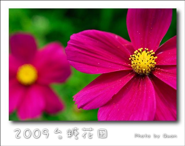 2009台糖花田0016.jpg 2009台糖花田0016.jpg