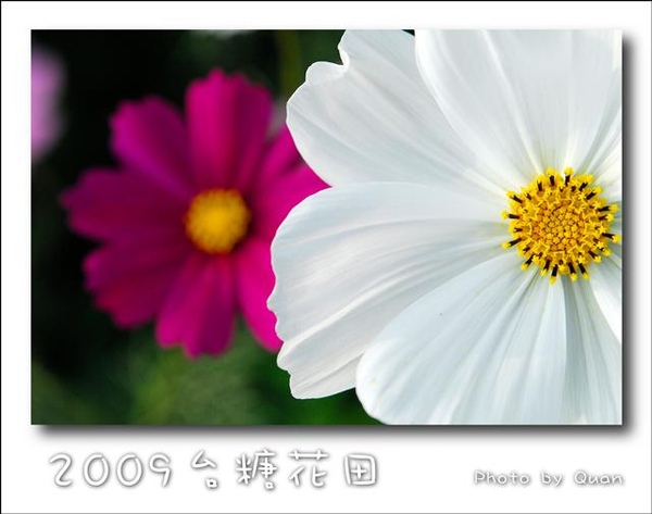 2009台糖花田0017.jpg 2009台糖花田0017.jpg