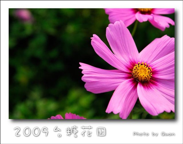 2009台糖花田0018.jpg 2009台糖花田0018.jpg