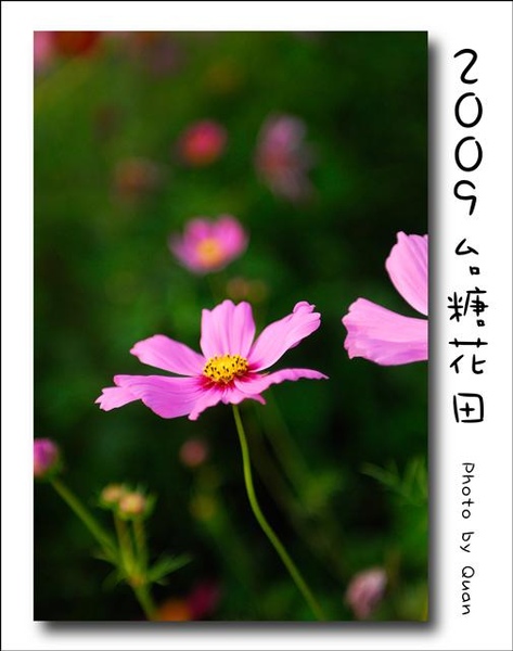 2009台糖花田0022.jpg