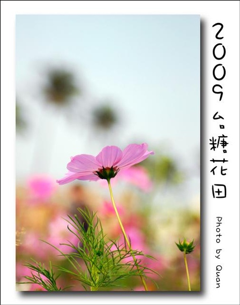 2009台糖花田0023.jpg 2009台糖花田0023.jpg