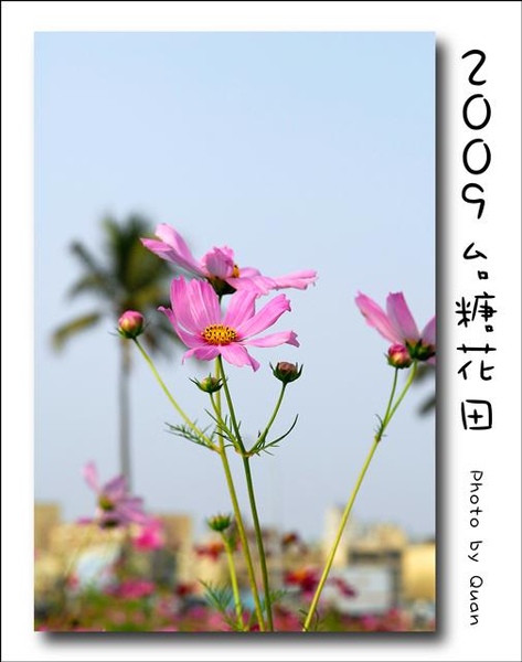 2009台糖花田0025.jpg 2009台糖花田0025.jpg