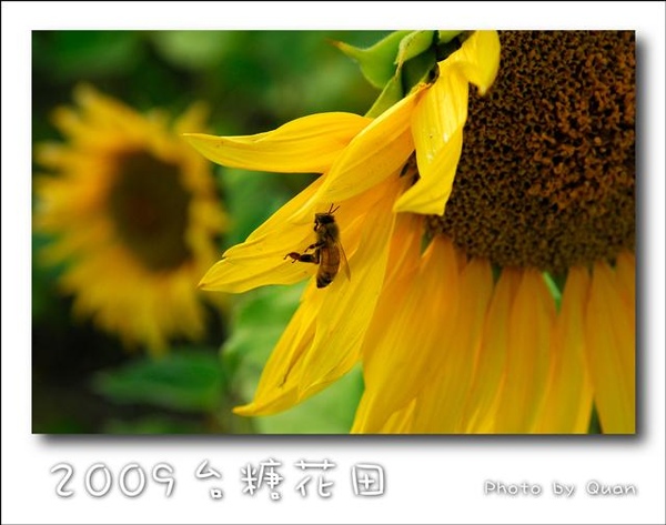 2009台糖花田0039.jpg 2009台糖花田0039.jpg