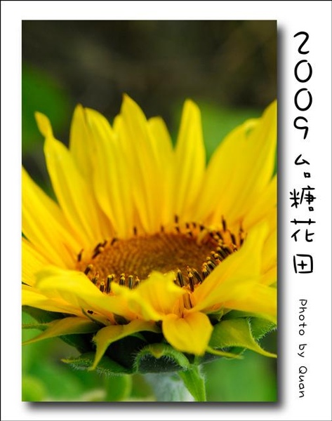 2009台糖花田0040.jpg 2009台糖花田0040.jpg